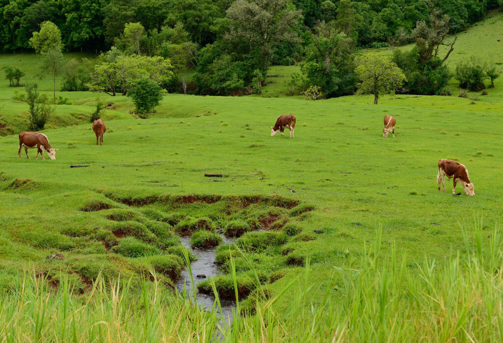 Gaucho del puerto, un puzzle de texturas