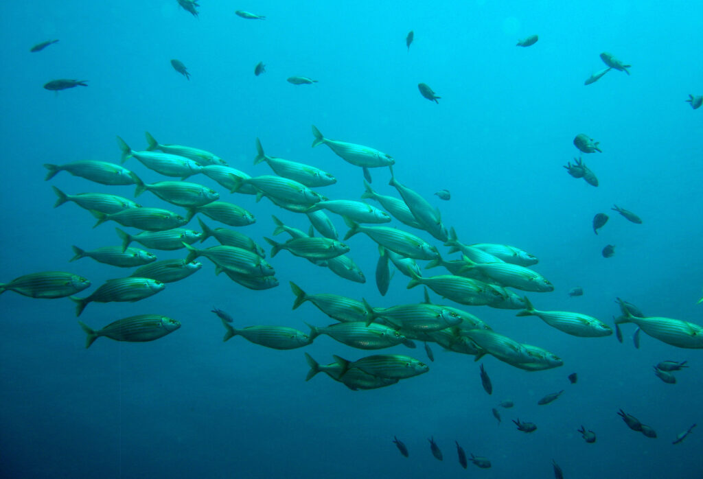 Arte marino, el fondo marino como lienzo